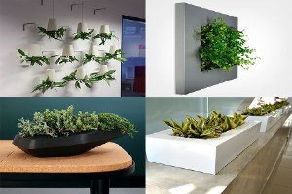 Execuflora Office Plants Johannesburg
