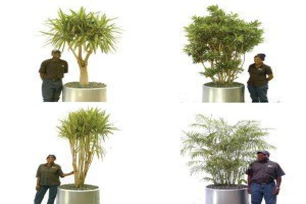 Execuflora Office Plants Johannesburg