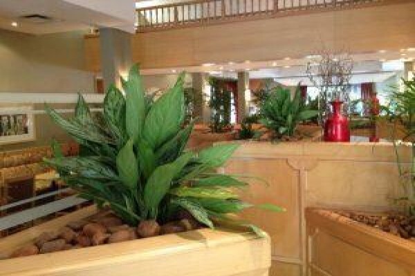 Execuflora Office Plants Johannesburg
