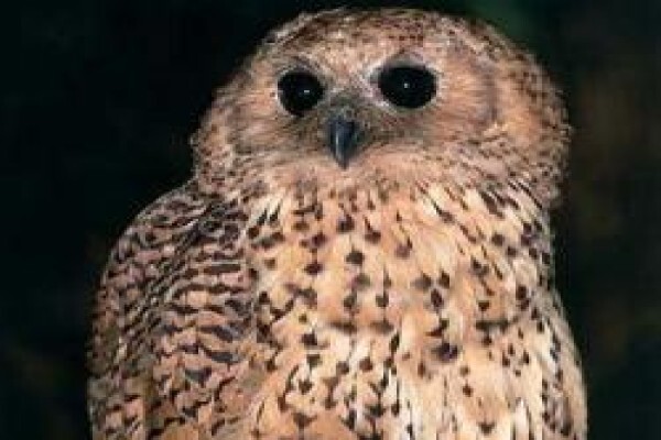 Falcon Africa