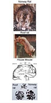 Ethekwini Pest Control