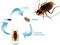 Ethekwini Pest Control
