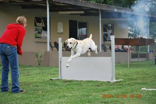 Four Paws Dog Training Club