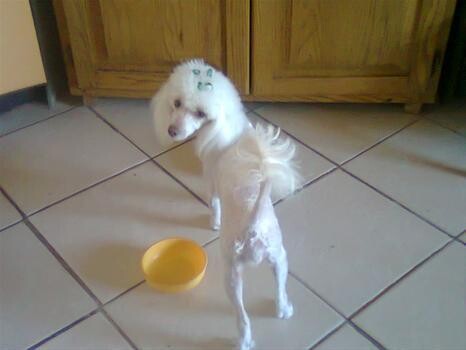 French Poodle'S 'Sweet As Candy'