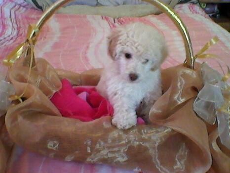 French Poodle'S 'Sweet As Candy'