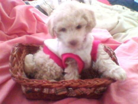 French Poodle'S 'Sweet As Candy'