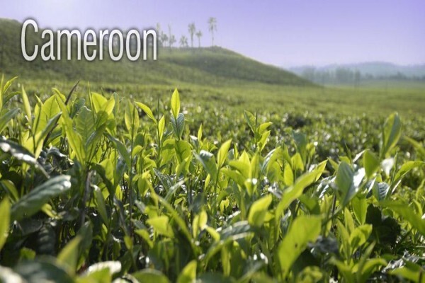 Field Africa