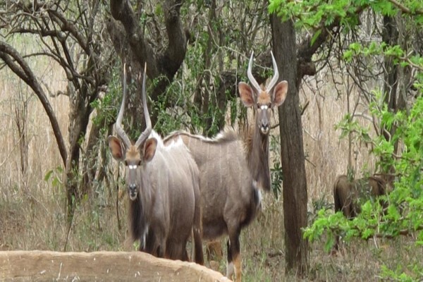 Gem Safaris