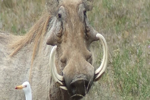 Gem Safaris
