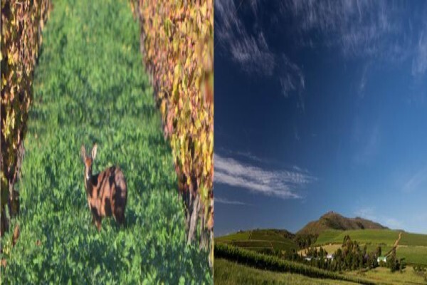 Hartenberg Estate