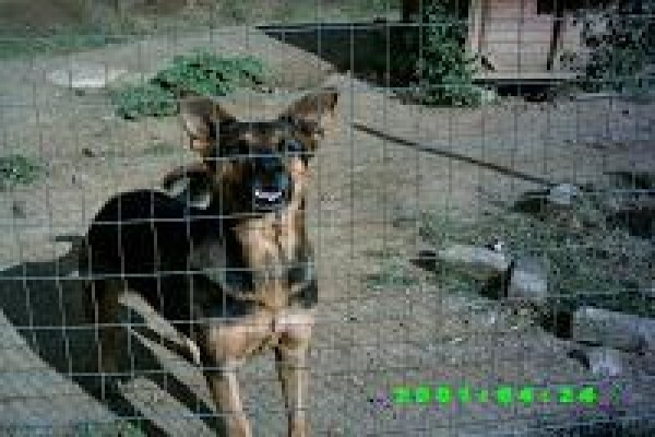 Irwin Animal Rescue Centre