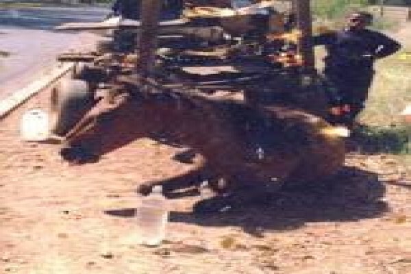 Irwin Animal Rescue Centre
