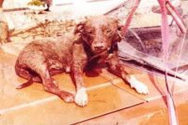 Irwin Animal Rescue Centre