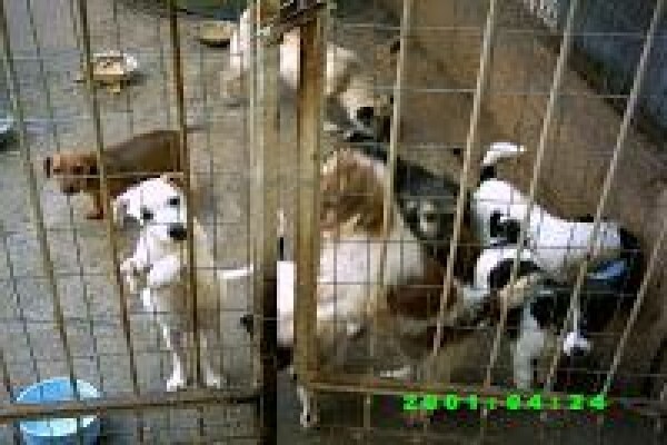 Irwin Animal Rescue Centre