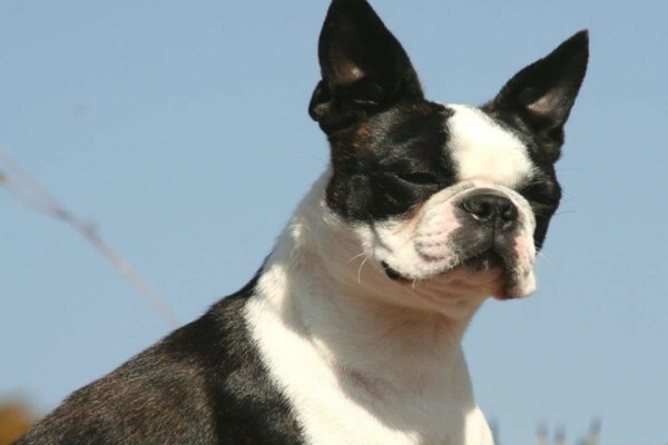 Jabbari Boxers & Boston Terriers