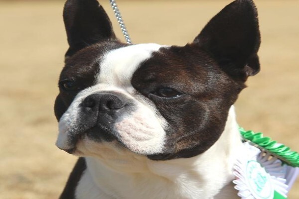 Jabbari Boxers & Boston Terriers