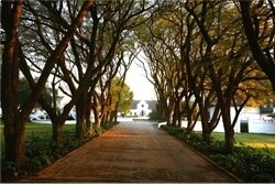 Kievits Kroon