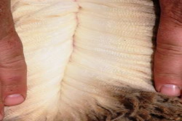 Kinko