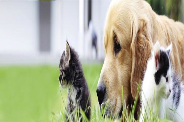 Kirkwood Animal Hospital