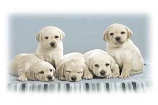 Kirkwood Animal Hospital