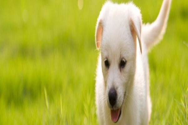 Kirkwood Animal Hospital