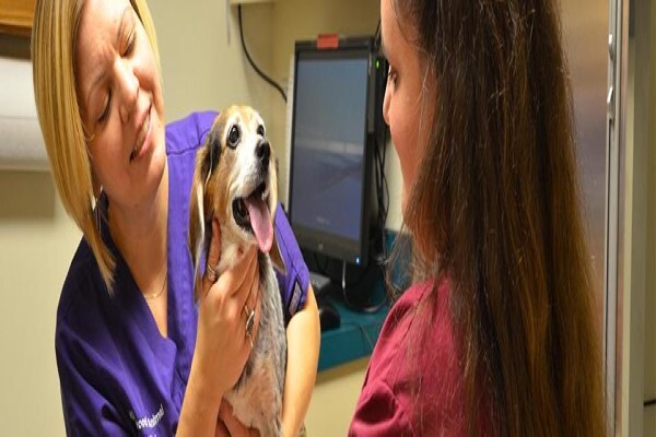 Kirkwood Animal Hospital