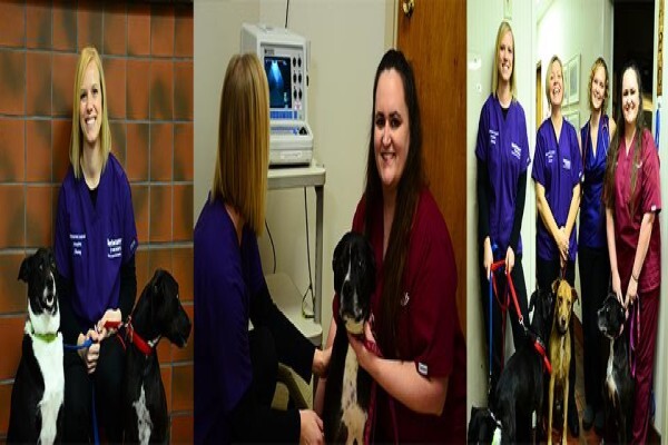 Kirkwood Animal Hospital