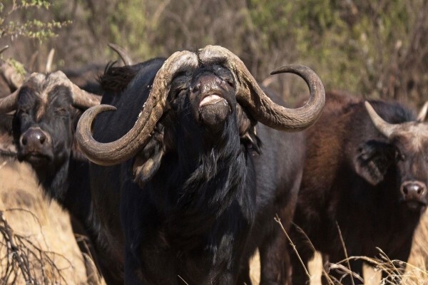 Bona Bona Game Lodge