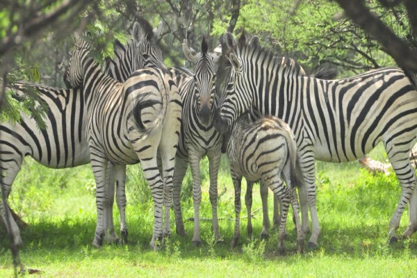 Kwalata Game Ranch