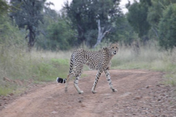 Kwalata Game Ranch