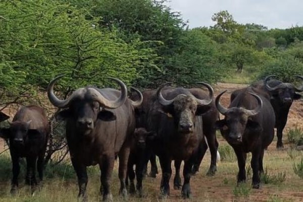 Kwalata Game Ranch
