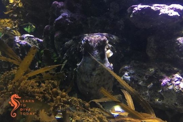 Learn To Dive Today