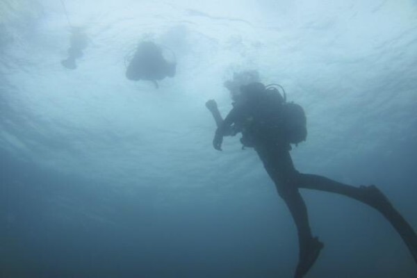 Learn To Dive Today
