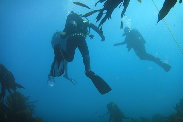 Learn To Dive Today