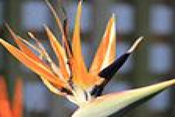 Innzululand Weddings & Conferences