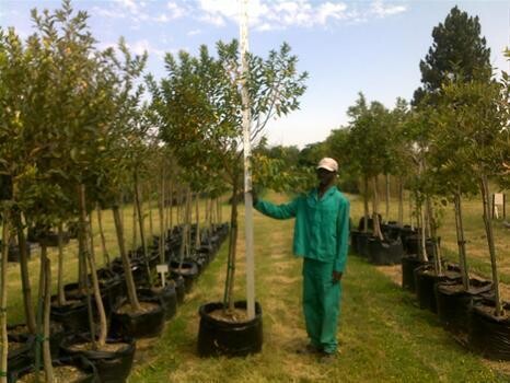 London Lane Nursery