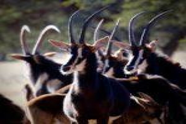 Loskop Game Farms