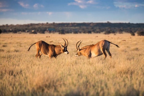 Loskop Game Farms