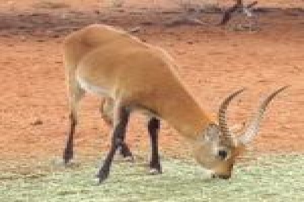 Loskop Game Farms