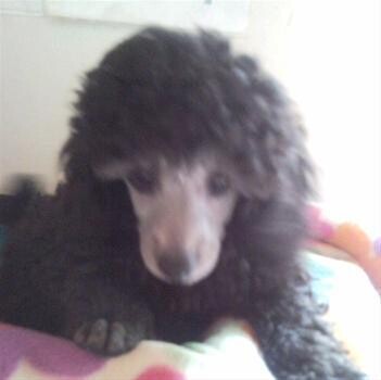 Loutanbro Poodles