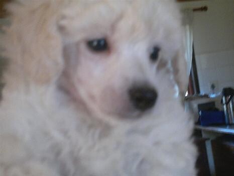 Loutanbro Poodles