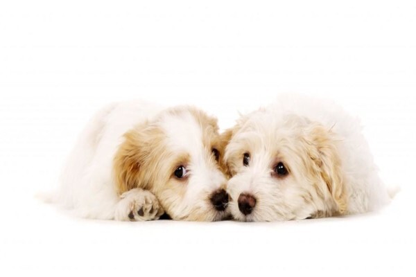 Loveyourpet