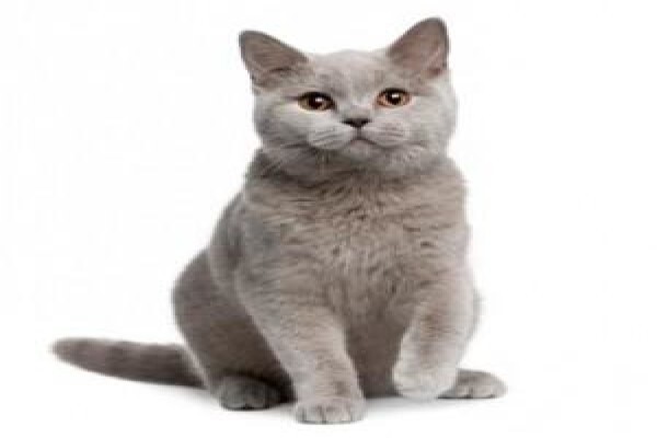Loveyourpet