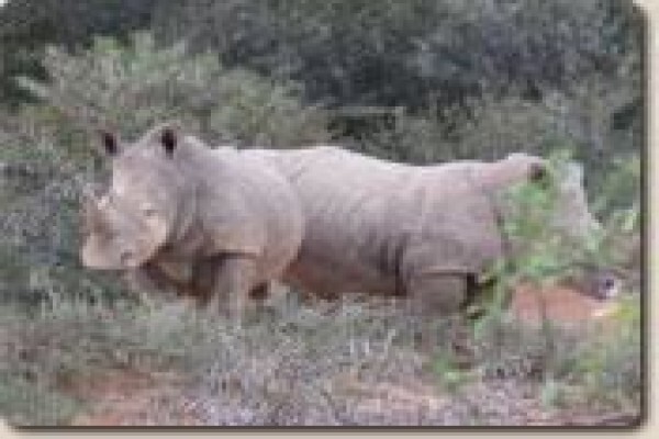 Lyssos Safaris