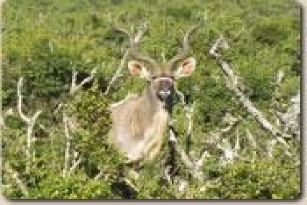 Lyssos Safaris