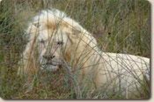 Lyssos Safaris