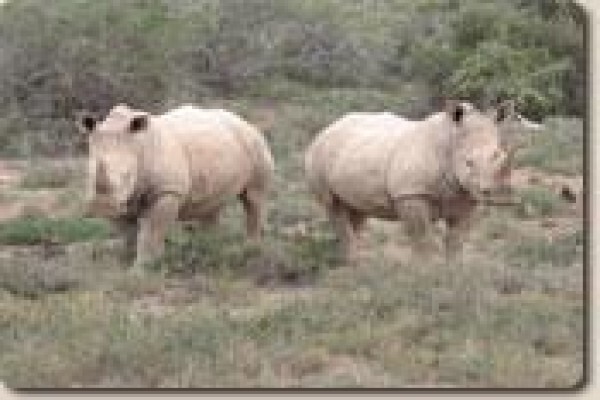 Lyssos Safaris