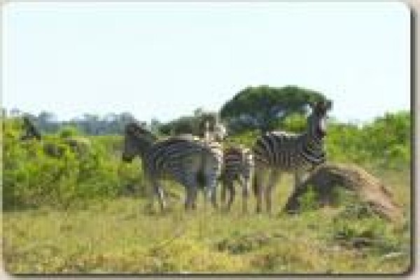 Lyssos Safaris