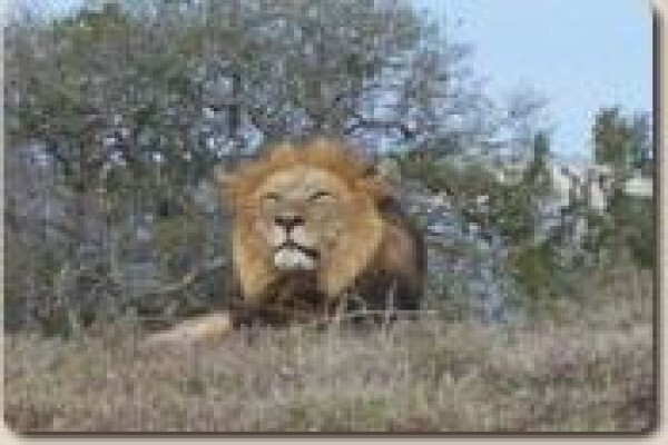Lyssos Safaris
