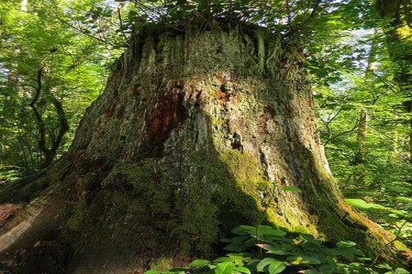 Macwood